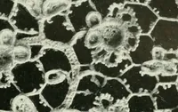Picture 47 of 118 from Seven centuries of lace (1908), leaf 126