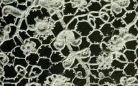 Picture 48 of 118 from Seven centuries of lace (1908), leaf 126