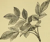 An illustration from The seven lamps of architecture : lectures on architecture and painting : the study of architecture (1900)