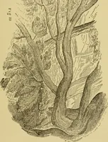 An illustration from The seven lamps of architecture : lectures on architecture and painting : the study of architecture (1900)