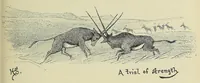 Picture 5 of 13 from Seventeen trips through Somaliland and a visit to Abyssinia : with supplementary preface on the 'Mad Mullah' risings (1903), leaf 171