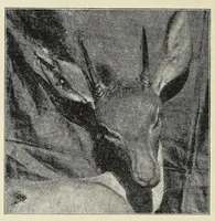 Picture 9 of 13 from Seventeen trips through Somaliland and a visit to Abyssinia : with supplementary preface on the 'Mad Mullah' risings (1903), leaf 310