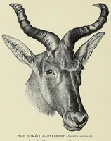 An illustration from Seventeen trips through Somaliland and a visit to Abyssinia : with supplementary preface on the 'Mad Mullah' risings (1903)