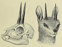 An illustration from Seventeen trips through Somaliland and a visit to Abyssinia : with supplementary preface on the 'Mad Mullah' risings (1903)