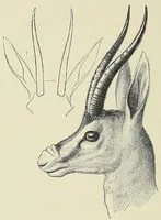 An illustration from Seventeen trips through Somaliland and a visit to Abyssinia : with supplementary preface on the 'Mad Mullah' risings (1903)
