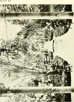 Picture 25 of 311 from Seville; an historical and descriptive account of "the pearl of Andalusia," (1907), leaf 193