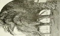 Picture 56 of 311 from Seville; an historical and descriptive account of "the pearl of Andalusia," (1907), leaf 224