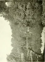 An illustration from Seville; an historical and descriptive account of "the pearl of Andalusia," (1907)