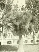 Picture 66 of 311 from Seville; an historical and descriptive account of "the pearl of Andalusia," (1907), leaf 233