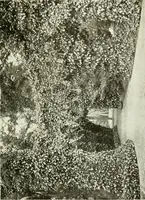 Picture 110 of 311 from Seville; an historical and descriptive account of "the pearl of Andalusia," (1907), leaf 274