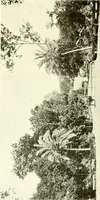 Picture 301 of 311 from Seville; an historical and descriptive account of "the pearl of Andalusia," (1907), leaf 459