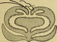 An illustration from A sewing course, comprising directions for making the various stitches and instruction in methods of teaching (1908)