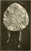 An illustration from Sewing; handicraft for girls; a graded course for city and rural schools (1918)