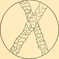An illustration from Sewing and textiles; (1921)