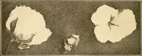 An illustration from Sewing and textiles; (1921)