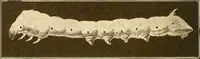 An illustration from Sewing and textiles; (1921)