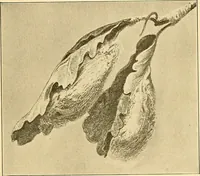 An illustration from Sewing and textiles; (1921)