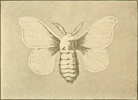 An illustration from Sewing and textiles; (1921)