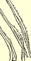 An illustration from Sewing and textiles; a textbook for grades and rural schools (1918)