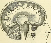 Picture 6 of 29 from Sexual science : including manhood, womanhood, and their mutual interrelations ; love, its laws, power etc. ... as taught by phrenolog (1870), leaf 108