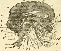 Picture 7 of 29 from Sexual science : including manhood, womanhood, and their mutual interrelations ; love, its laws, power etc. ... as taught by phrenolog (1870), leaf 109