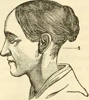 An illustration from Sexual science : including manhood, womanhood, and their mutual interrelations ; love, its laws, power etc. ... as taught by phrenolog (1870)