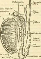 Picture 22 of 29 from Sexual science : including manhood, womanhood, and their mutual interrelations ; love, its laws, power etc. ... as taught by phrenolog (1870), leaf 735
