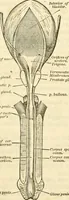 Picture 23 of 29 from Sexual science : including manhood, womanhood, and their mutual interrelations ; love, its laws, power etc. ... as taught by phrenolog (1870), leaf 739
