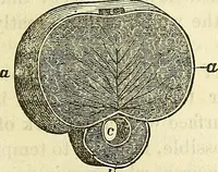 Picture 24 of 29 from Sexual science : including manhood, womanhood, and their mutual interrelations ; love, its laws, power etc. ... as taught by phrenolog (1870), leaf 740