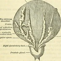 Picture 25 of 29 from Sexual science : including manhood, womanhood, and their mutual interrelations ; love, its laws, power etc. ... as taught by phrenolog (1870), leaf 742