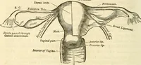 Picture 26 of 29 from Sexual science : including manhood, womanhood, and their mutual interrelations ; love, its laws, power etc. ... as taught by phrenolog (1870), leaf 745