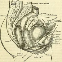 Picture 27 of 29 from Sexual science : including manhood, womanhood, and their mutual interrelations ; love, its laws, power etc. ... as taught by phrenolog (1870), leaf 746