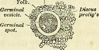 Picture 28 of 29 from Sexual science : including manhood, womanhood, and their mutual interrelations ; love, its laws, power etc. ... as taught by phrenolog (1870), leaf 748