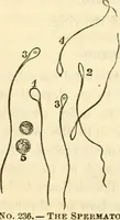 Picture 29 of 29 from Sexual science : including manhood, womanhood, and their mutual interrelations ; love, its laws, power etc. ... as taught by phrenolog (1870), leaf 749