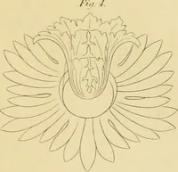An illustration from Shaw's Civil architecture; being a complete theoretical and practical system of building, containing the fundamental principles of the art (1852)