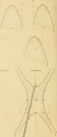 An illustration from Shaw's Civil architecture; being a complete theoretical and practical system of building, containing the fundamental principles of the art (1852)