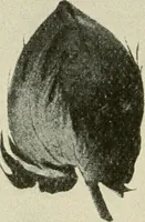 An illustration from Shelter and clothing; a textbook of the household arts (1920)