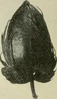 An illustration from Shelter and clothing; a textbook of the household arts (1920)