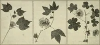 An illustration from Shelter and clothing; a textbook of the household arts (1920)