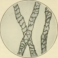 An illustration from Shelter and clothing; a textbook of the household arts (1920)