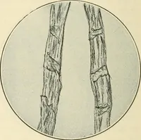 An illustration from Shelter and clothing; a textbook of the household arts (1920)