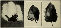 An illustration from Shelter and clothing; a textbook of the household arts (1916)