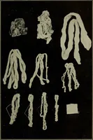 An illustration from Shelter and clothing; a textbook of the household arts (1916)