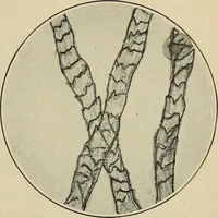 An illustration from Shelter and clothing; a textbook of the household arts (1916)
