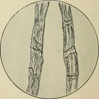 An illustration from Shelter and clothing; a textbook of the household arts (1916)