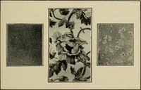 An illustration from Shelter and clothing; a textbook of the household arts (1916)