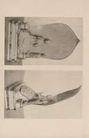An illustration from Shinbi taikan (1899)