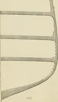 An illustration from Ship-building in iron and wood (1863)