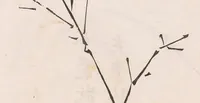 An illustration from Shi zhu zhai shu hua pu (1879)