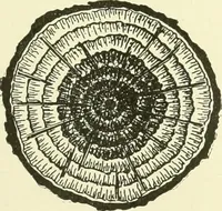 An illustration from A shorter course in woodworking; a practical manual for home and school (1911)